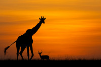 African Mammals