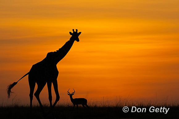Masai Giraffe at sunrise