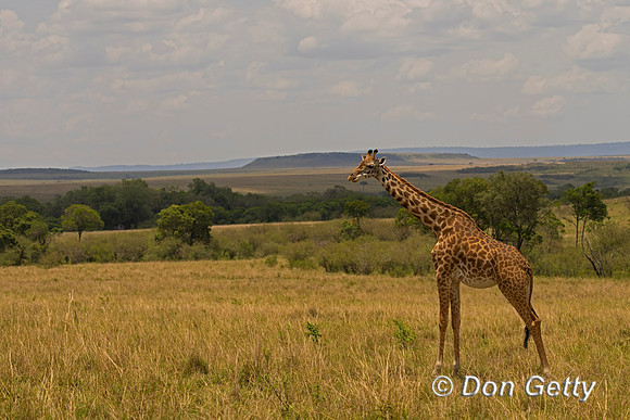 Masai Giraffe