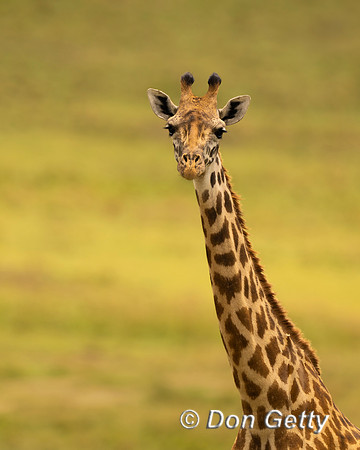Masai Giraffe