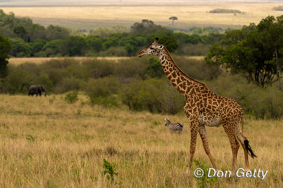 Masai Giraffe