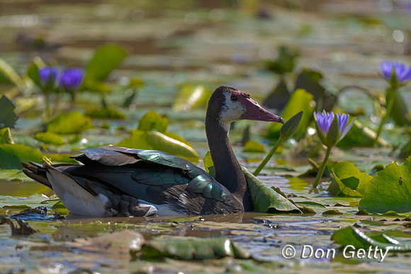 Spur-winged Goose