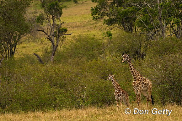 Masai Giraffe