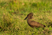 Hamerkop