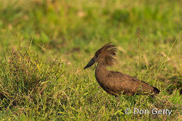 Hamerkop