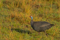 Helmeted Guineafowl