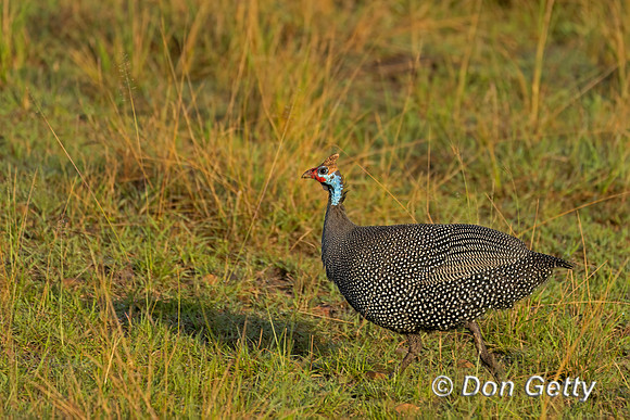 Helmeted Guineafowl