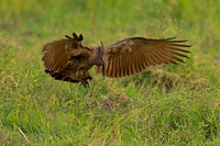 Hamerkop