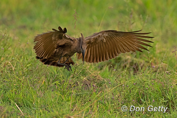 Hamerkop