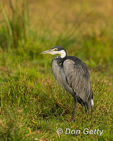 Black-headed Heron