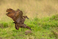 Hamerkop