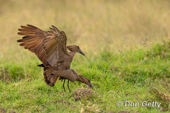 Hamerkop