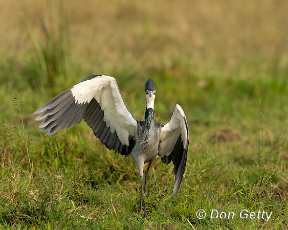 Black-headed Heron