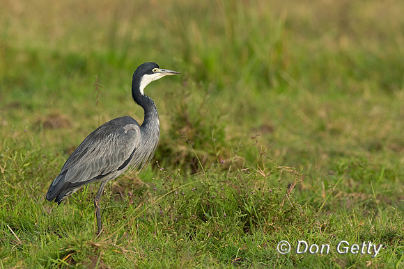 Black-headed Heron