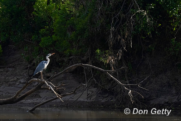 Grey Heron