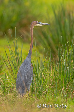 Goliath Heron