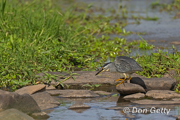 Striated Heron