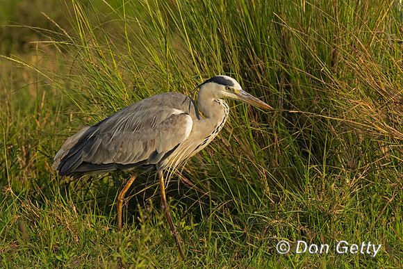 Grey Heron