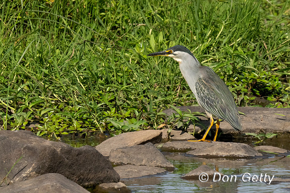 Striated Heron
