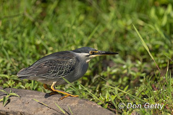 Striated Heron