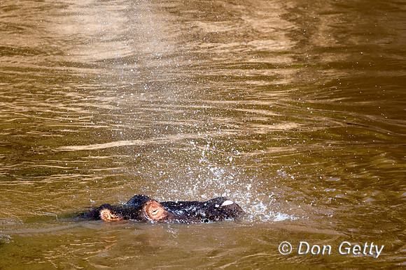 Hippopotamus