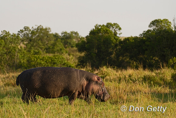 Hippopotamus