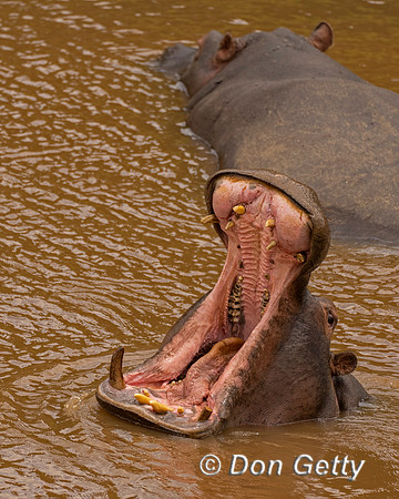 Hippopotamus