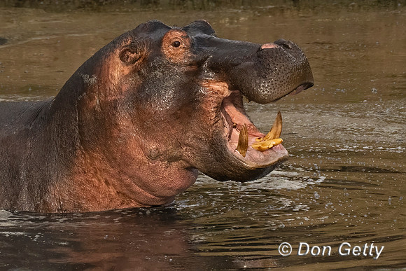 Hippopotamus