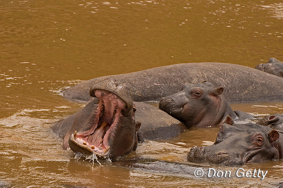 Hippopotamus