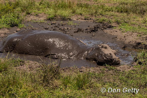 Hippopotamus