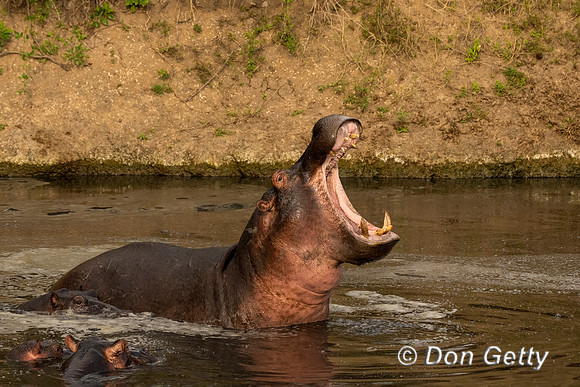 Hippopotamus