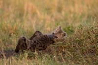 Spotted Hyena