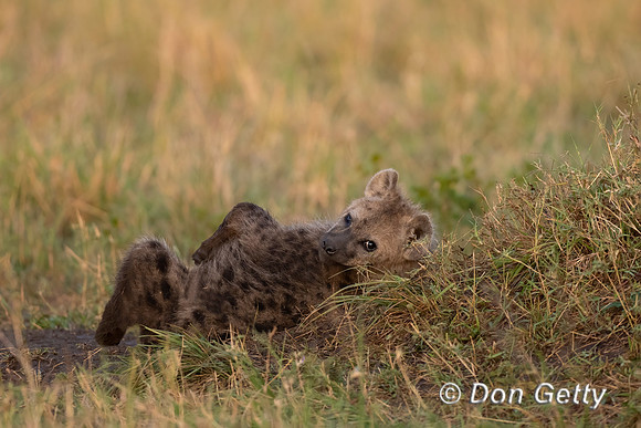 Spotted Hyena