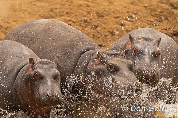 Hippopotamus