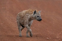 Spotted Hyena