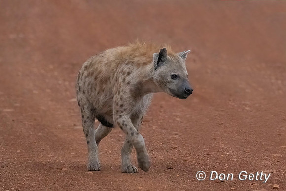 Spotted Hyena