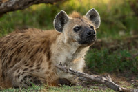 Spotted Hyena