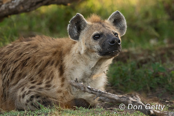 Spotted Hyena