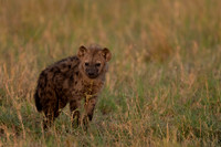 Spotted Hyena