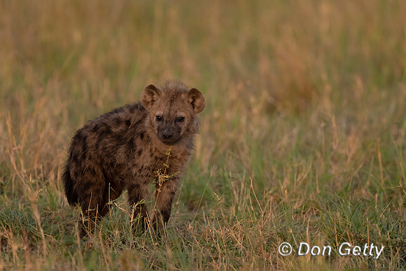 Spotted Hyena