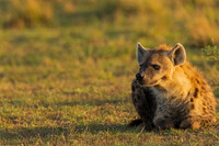 Spotted Hyena