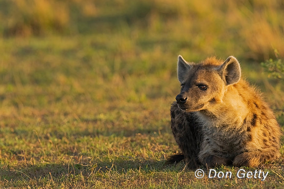 Spotted Hyena