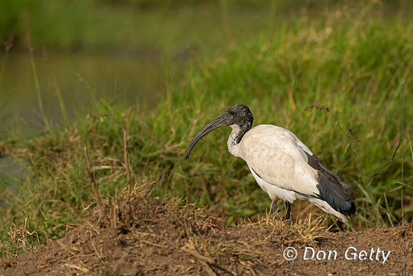 Sacred Ibis