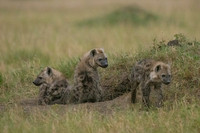 Spotted Hyena