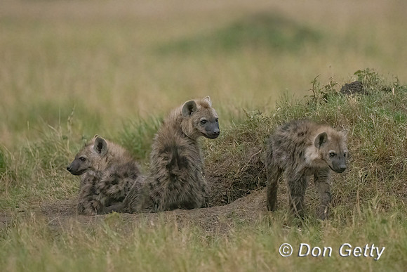 Spotted Hyena
