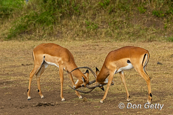 Impala