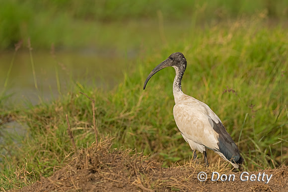 Sacred Ibis