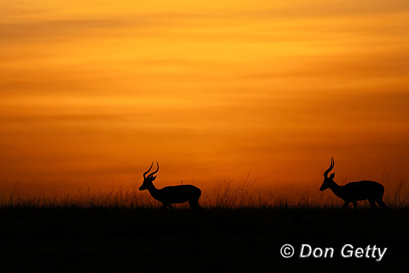 Impala