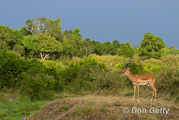 Impala