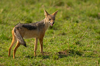 Black-backed Jackal